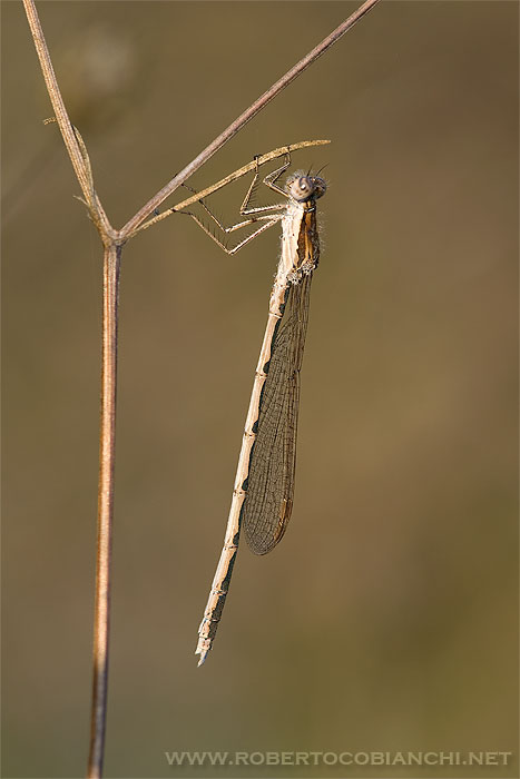 Sympecma fusca